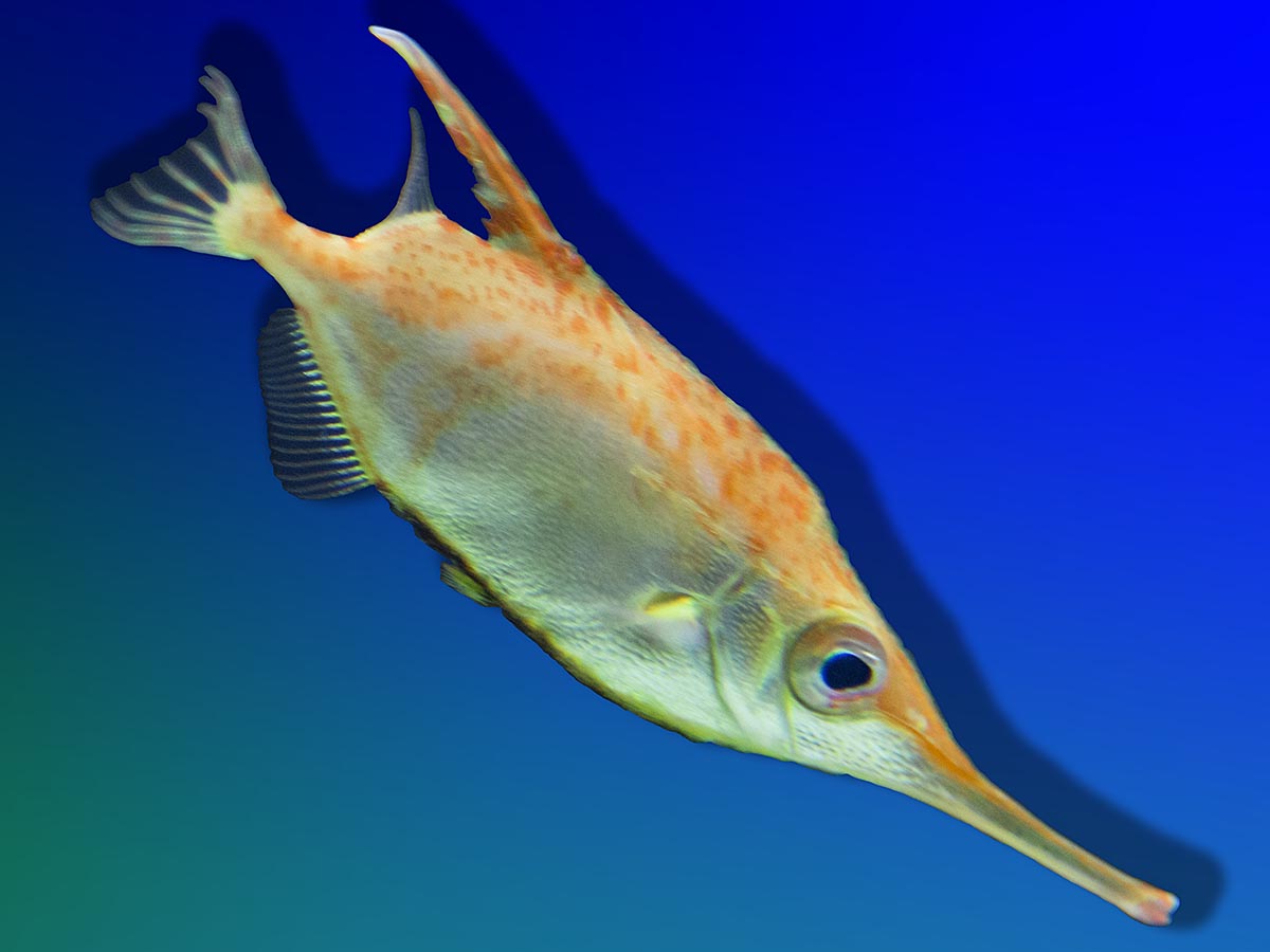 Macroramphosus scolopax